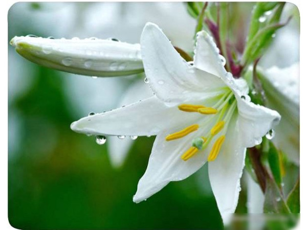 Коврик для мыши Buro BU-M20041