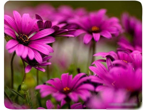 Коврик для мыши Buro BU-M20045