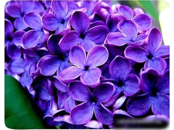 Коврик для мыши Buro BU-M20049