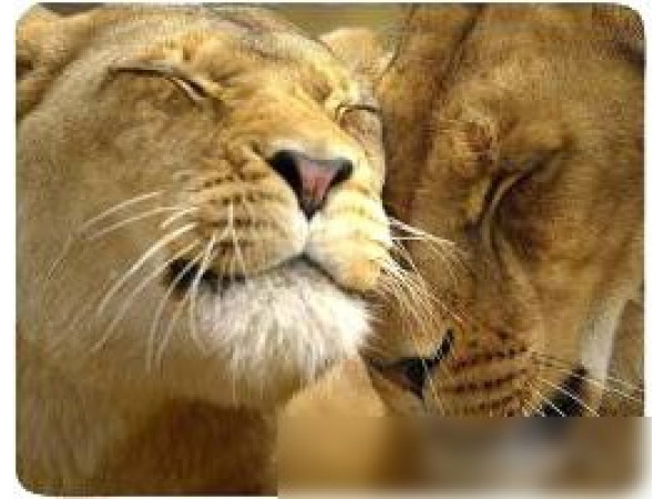 Коврик для мыши Buro BU-M40030